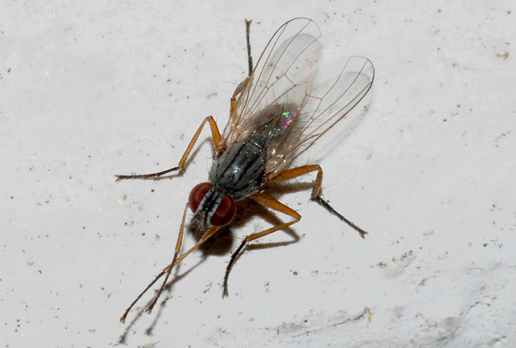 Coenosia sp.
